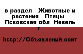  в раздел : Животные и растения » Птицы . Псковская обл.,Невель г.